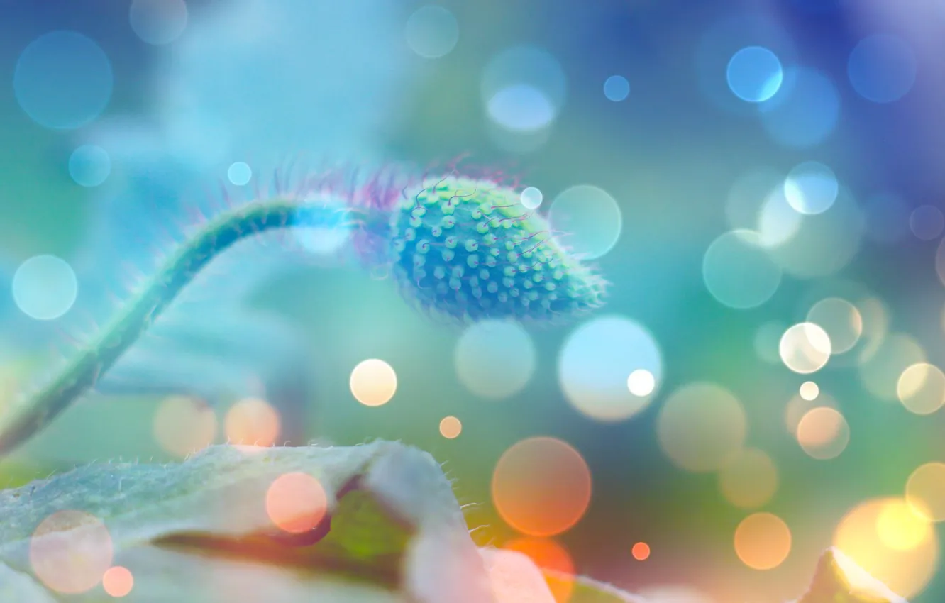 Photo wallpaper plant, bokech, plitch