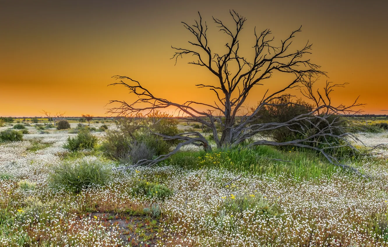 Photo wallpaper flowers, nature, tree, snag