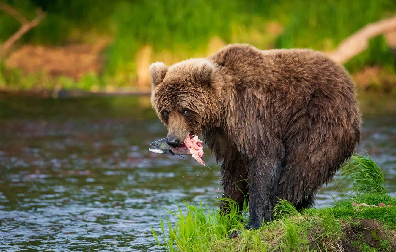 Photo wallpaper water, nature, animal, fish, predator, bear, catch