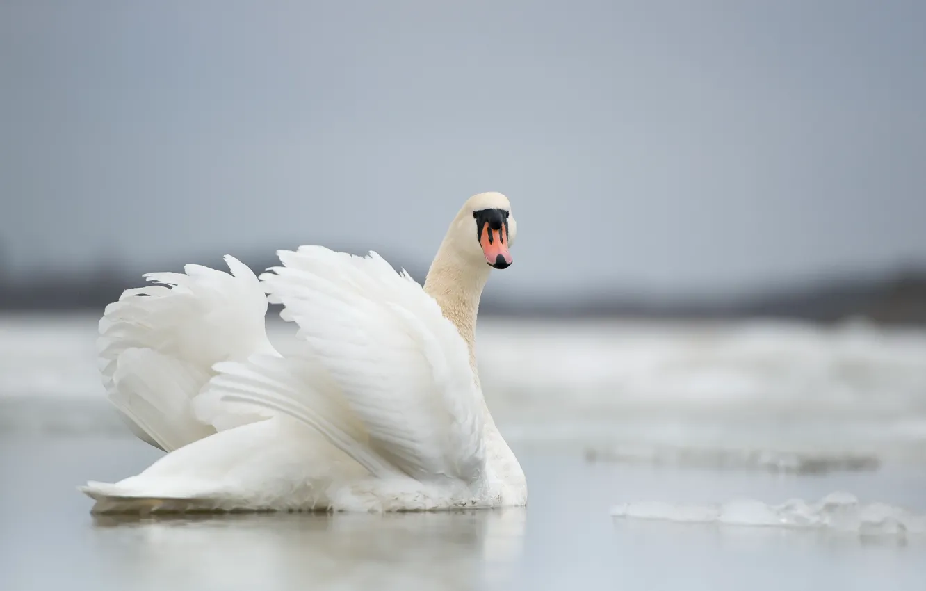 Photo wallpaper lake, bird, Swan