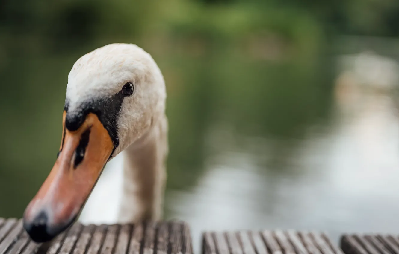 Photo wallpaper nature, bird, swans