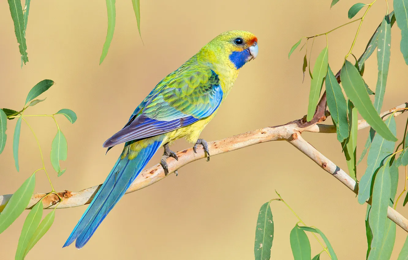 Photo wallpaper bright, bird, parrot, Rosella