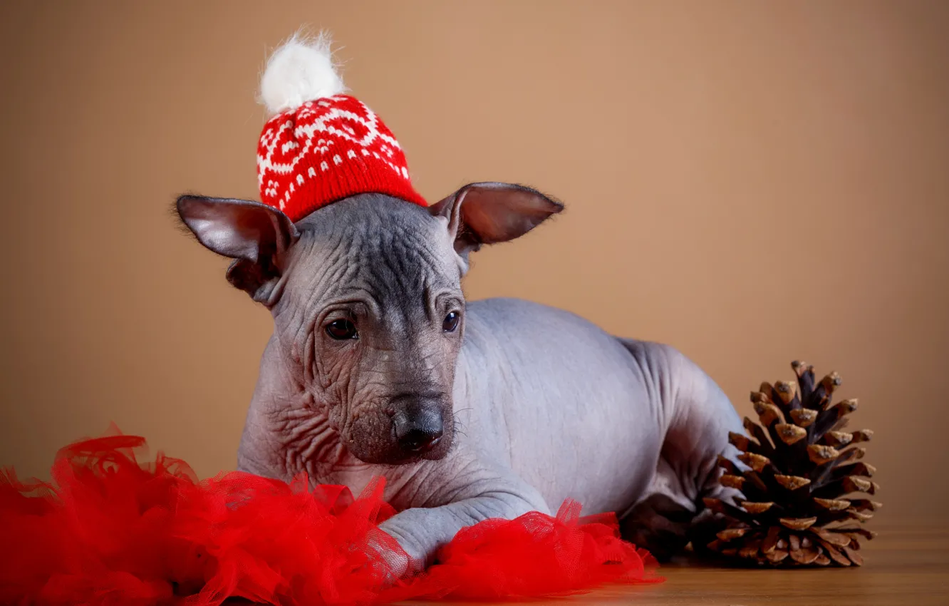 Photo wallpaper holiday, hat, new year, puppy, fabric, bump