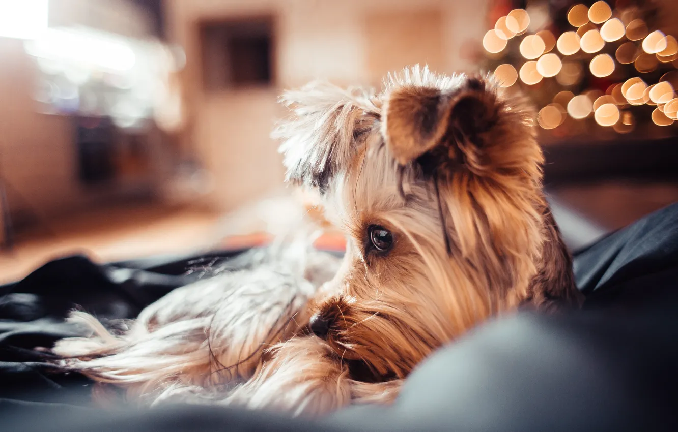 Photo wallpaper background, muzzle, lies, dog, dogs