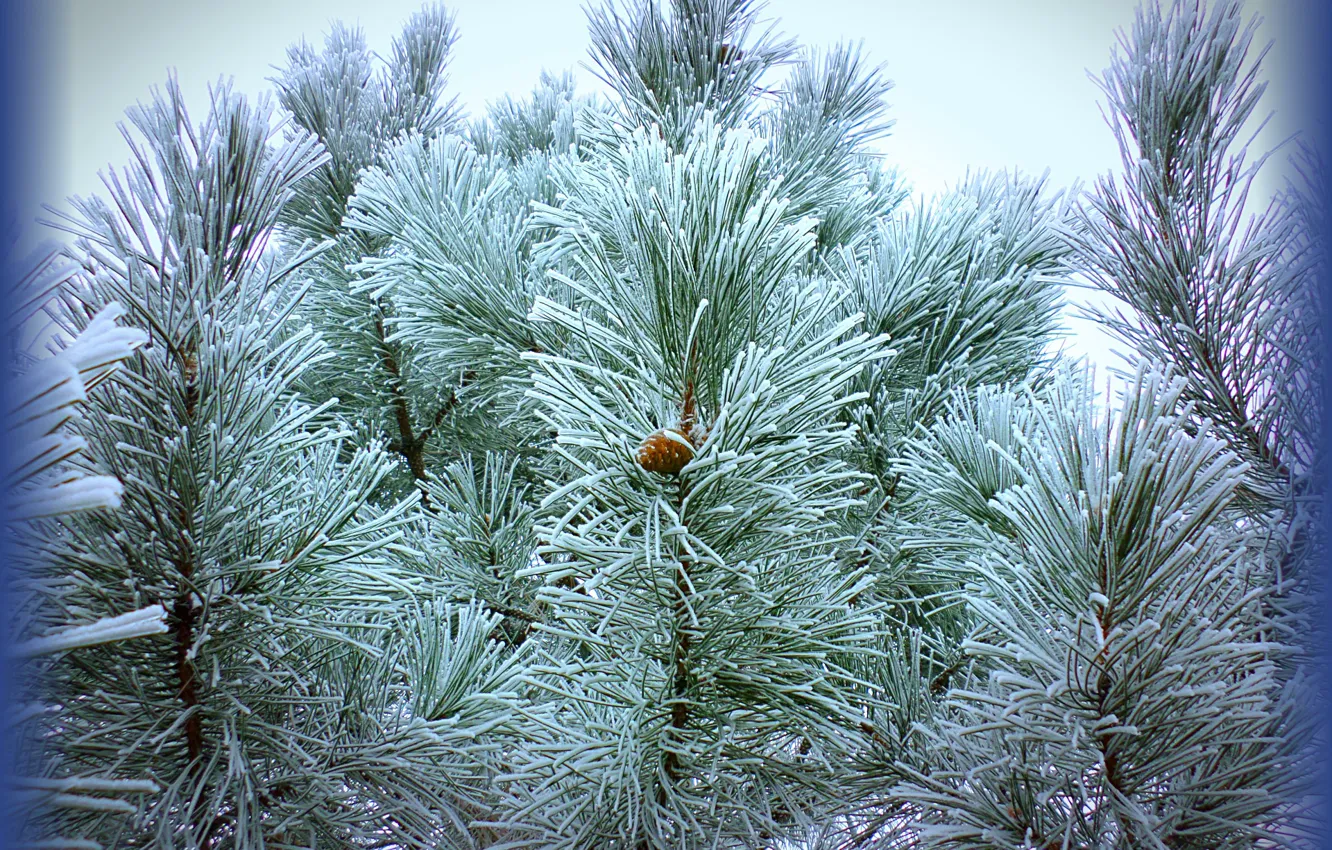 Photo wallpaper pine, December, frost