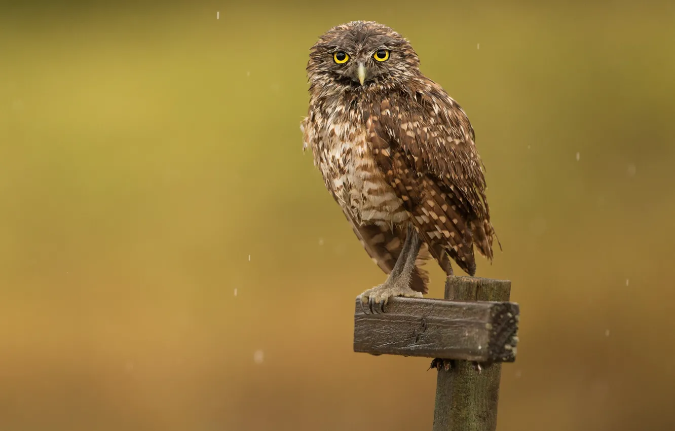 Photo wallpaper background, rain, owl, bird, columns, owl
