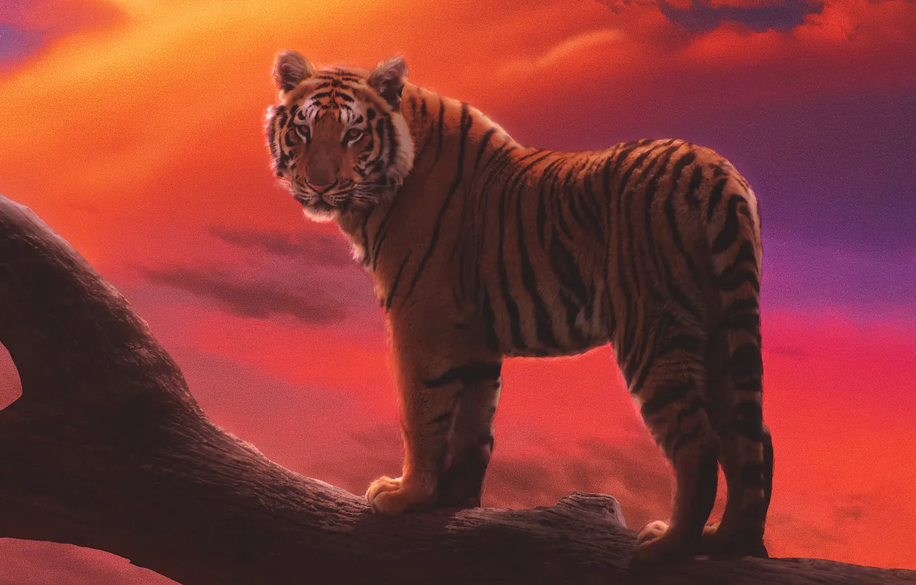 Photo wallpaper wallpaper, Predator, big, tiger, cat, background, blur, bokeh