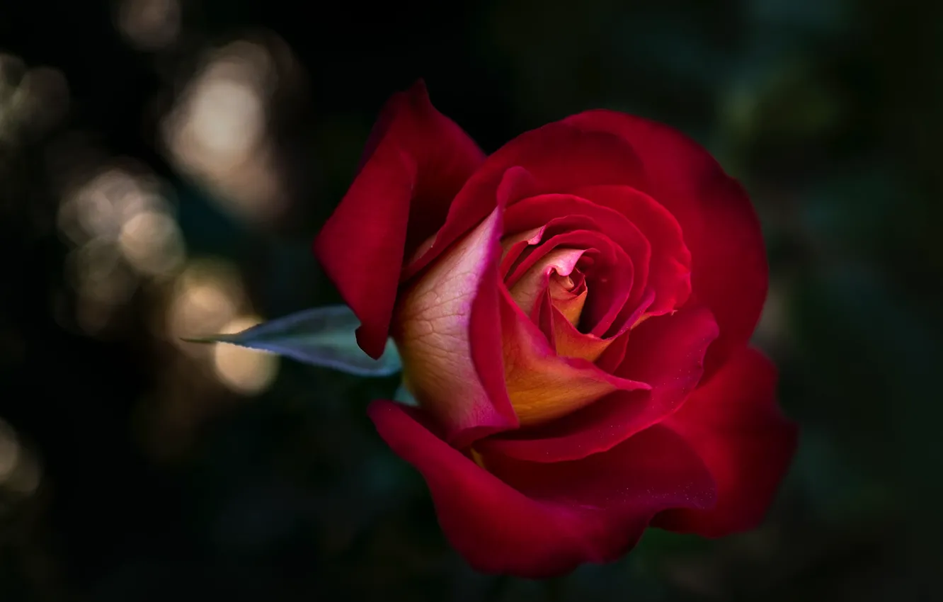 Photo wallpaper flower, the dark background, rose, Bud, red, bokeh