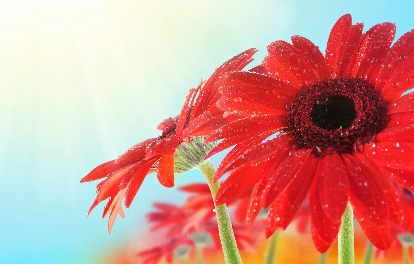 Photo wallpaper drops, flowers, petals, gerbera