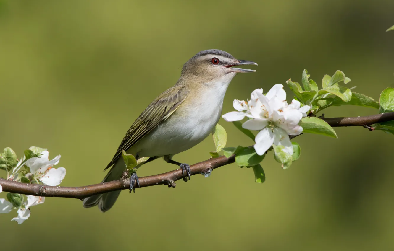 Photo wallpaper flowers, bird, branch, spring