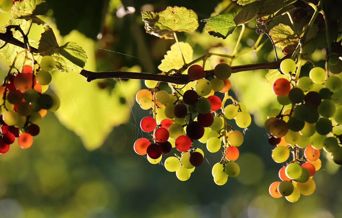 Photo wallpaper leaves, light, web, fruit, grapes, vineyard, different, bunches
