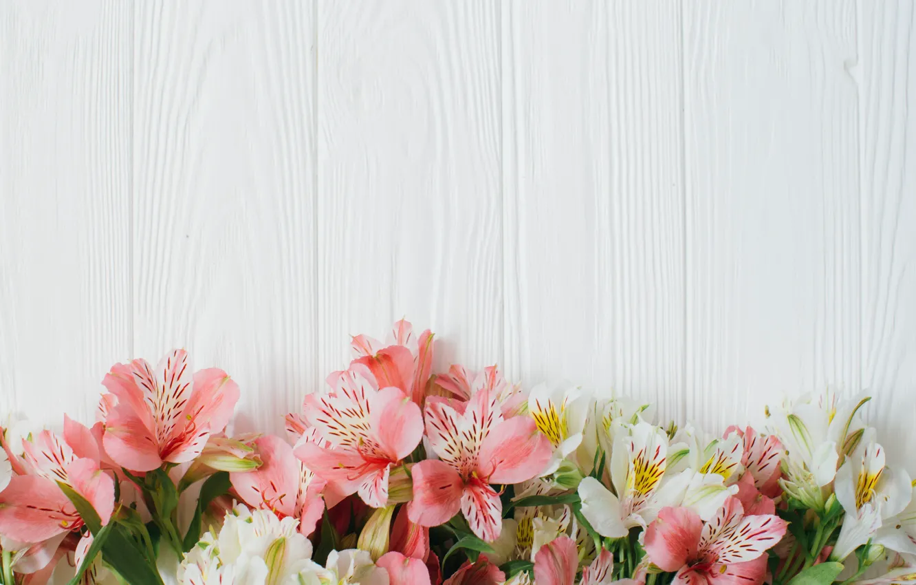 Photo wallpaper Flowers, White background, Alstroemeria