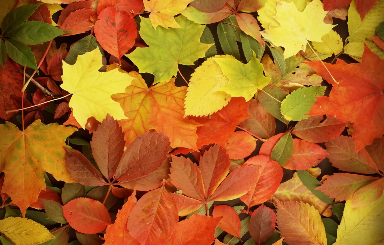 Photo wallpaper autumn, leaves, autumn, leaves, fall