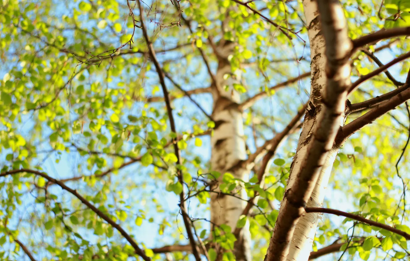 Photo wallpaper summer, the sky, branches, birch
