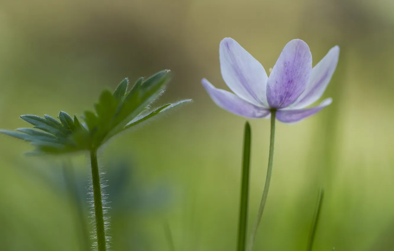 Photo wallpaper macro, flowers, nature