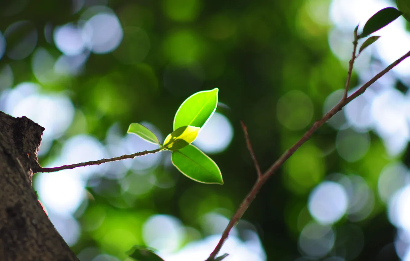 Photo wallpaper leaves, foliage, leaf, leaves, leaf, sheets, leaves, leaf