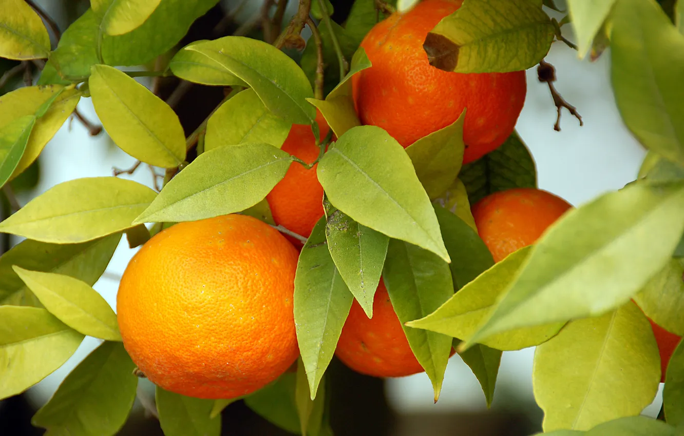 Photo wallpaper oranges, leaves, fruits, oranges