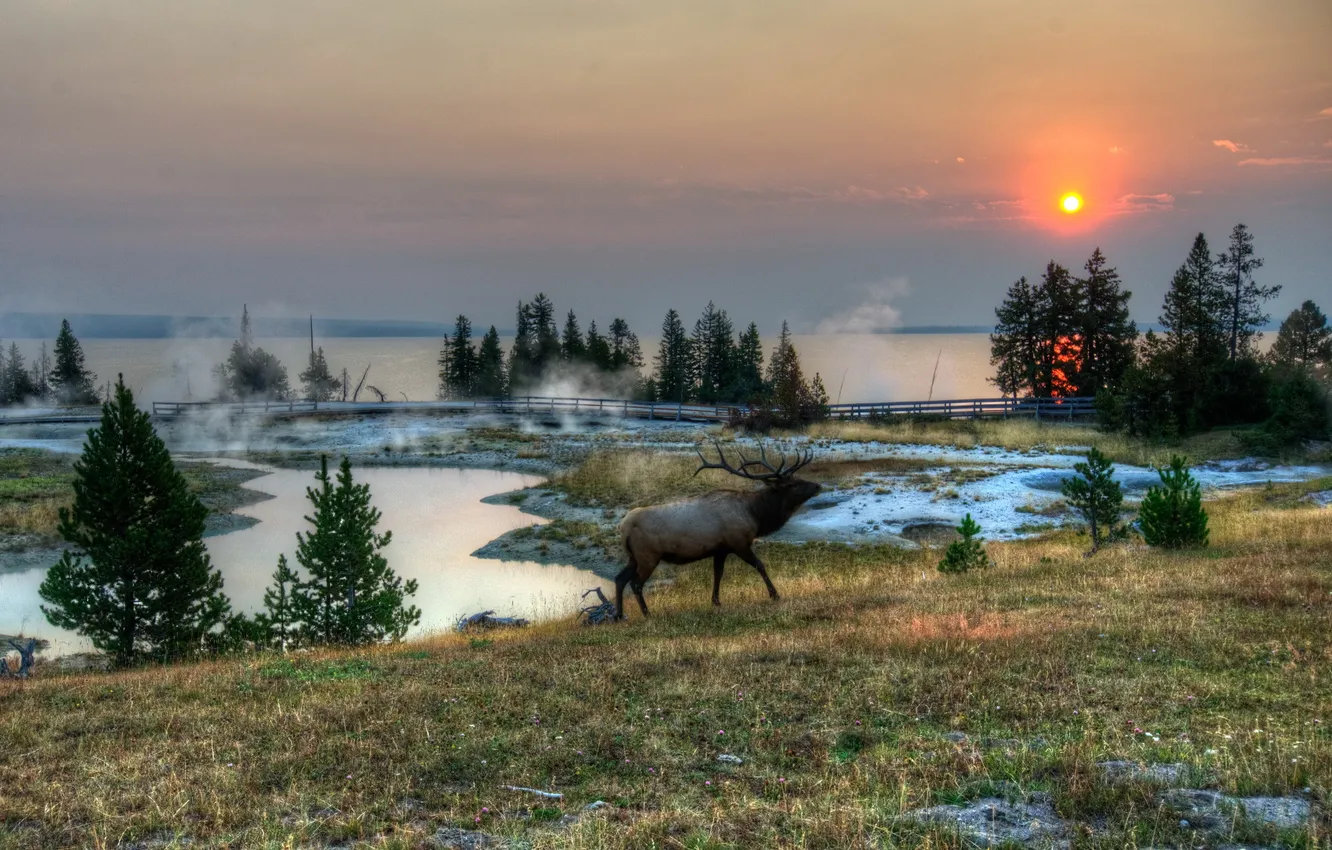 Photo wallpaper grass, landscape, nature, Park, HDR, deer, USA, Wyoming
