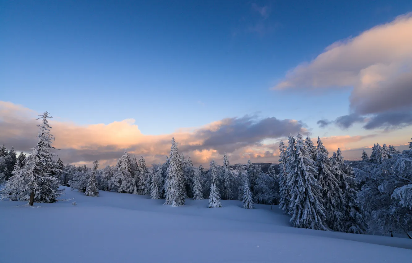 Photo wallpaper winter, forest, snow, trees, nature, tree