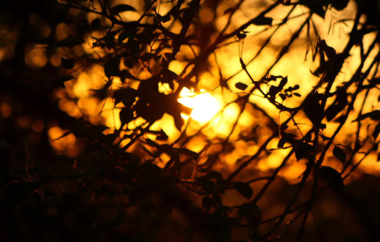Photo wallpaper sunset, autumn, sun, bright
