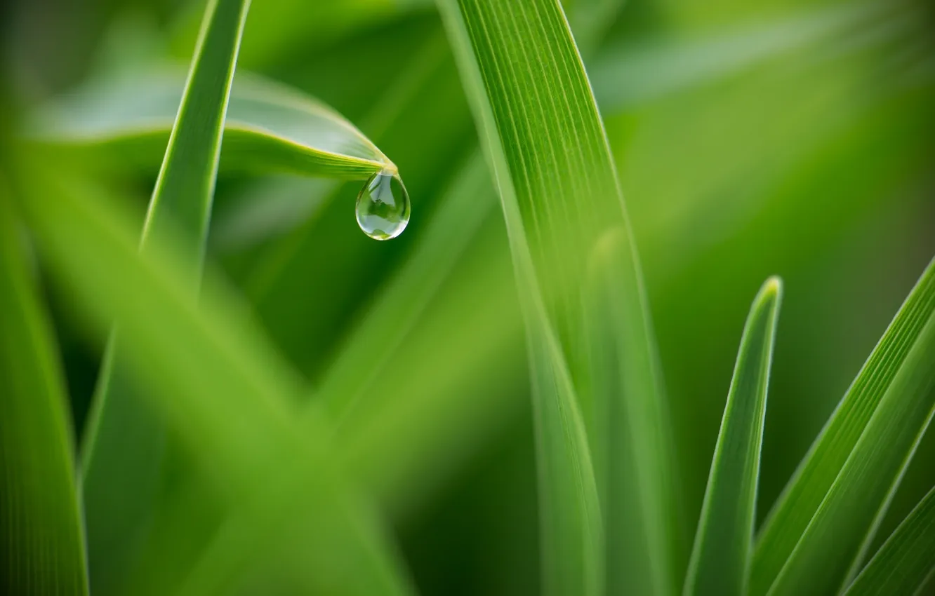 Photo wallpaper summer, grass, drops, macro, green, Rosa