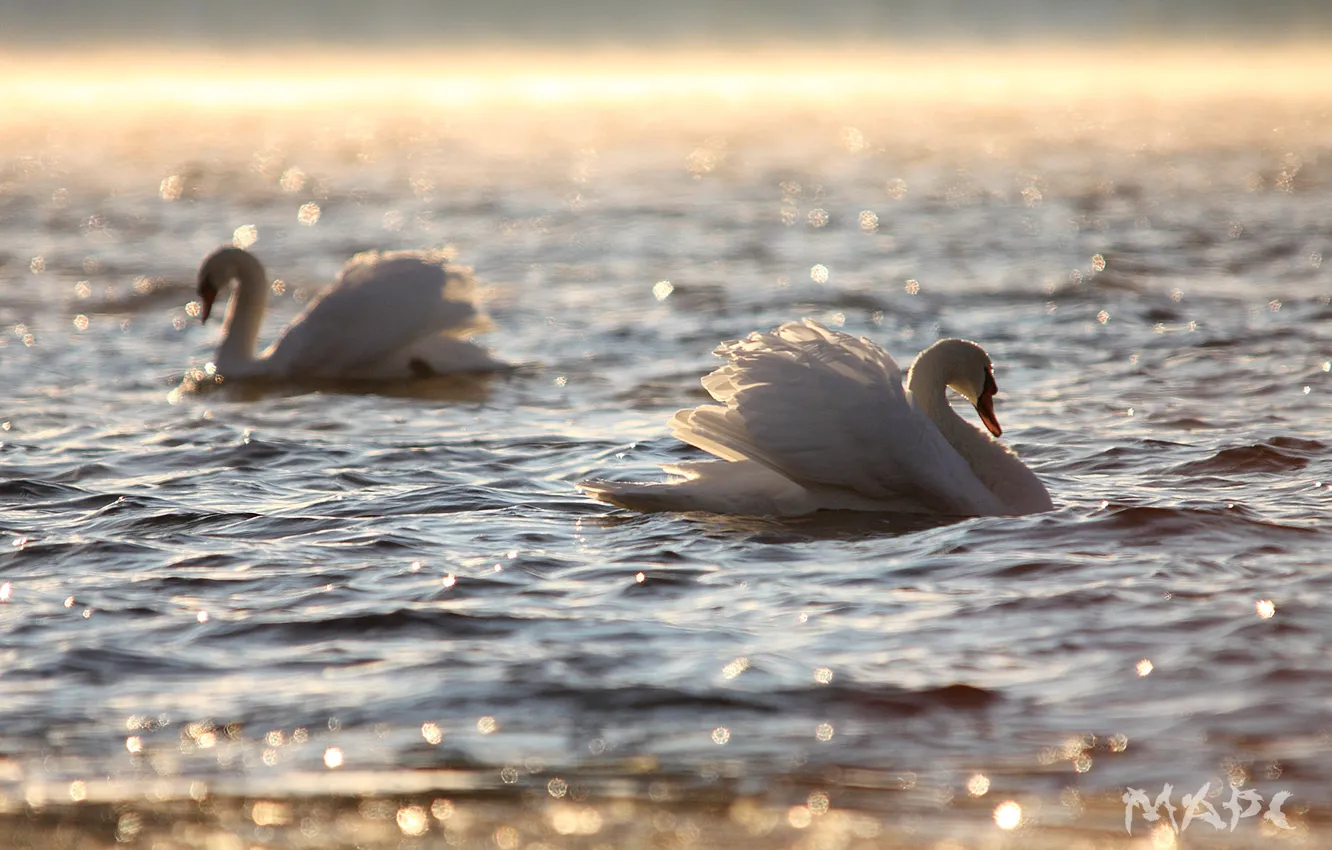 Photo wallpaper water, glare, ruffle, pair, white swans