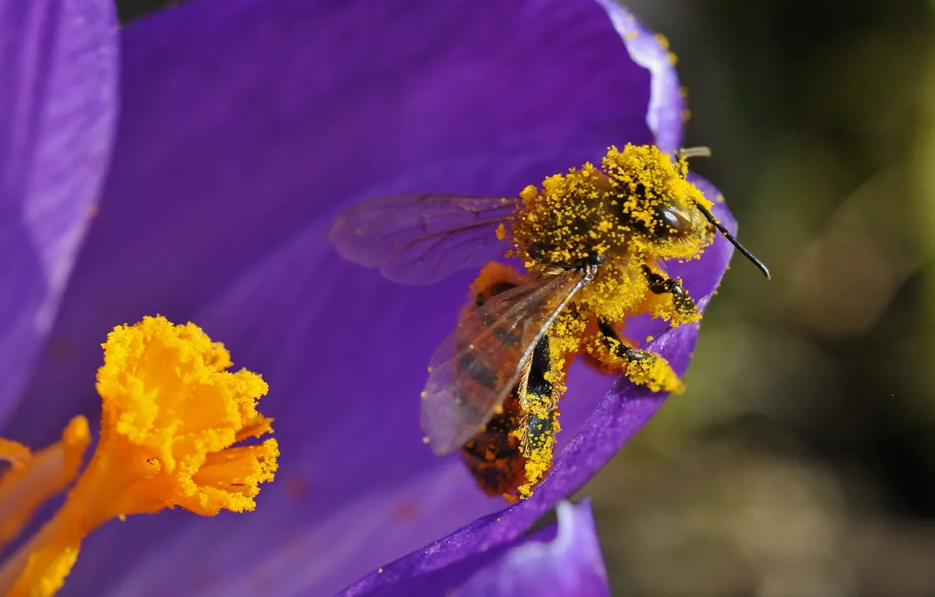 Photo wallpaper flowers, bee, pollen, petals, insect
