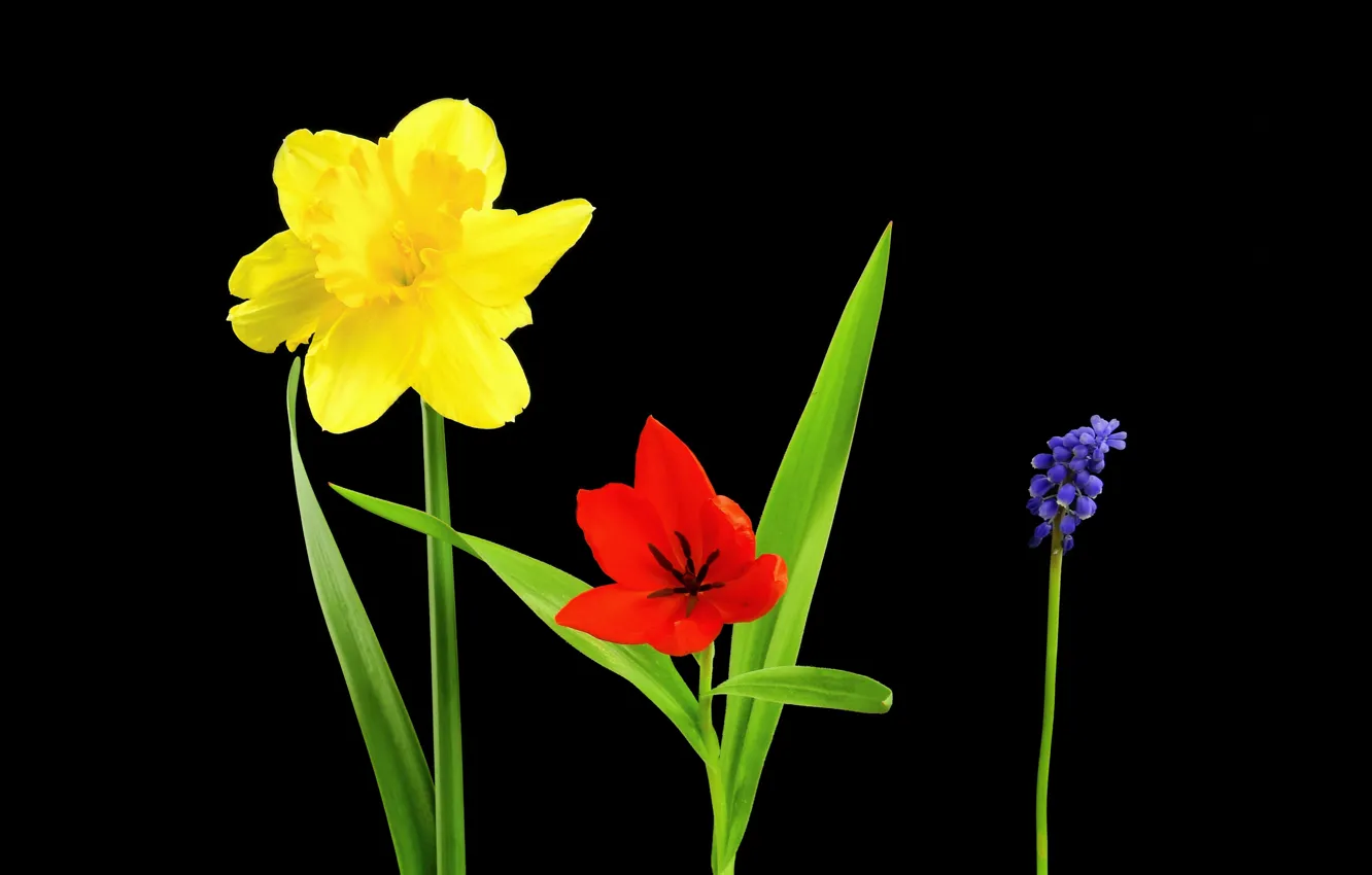 Photo wallpaper background, petals, tulips, daffodils, Viper onion