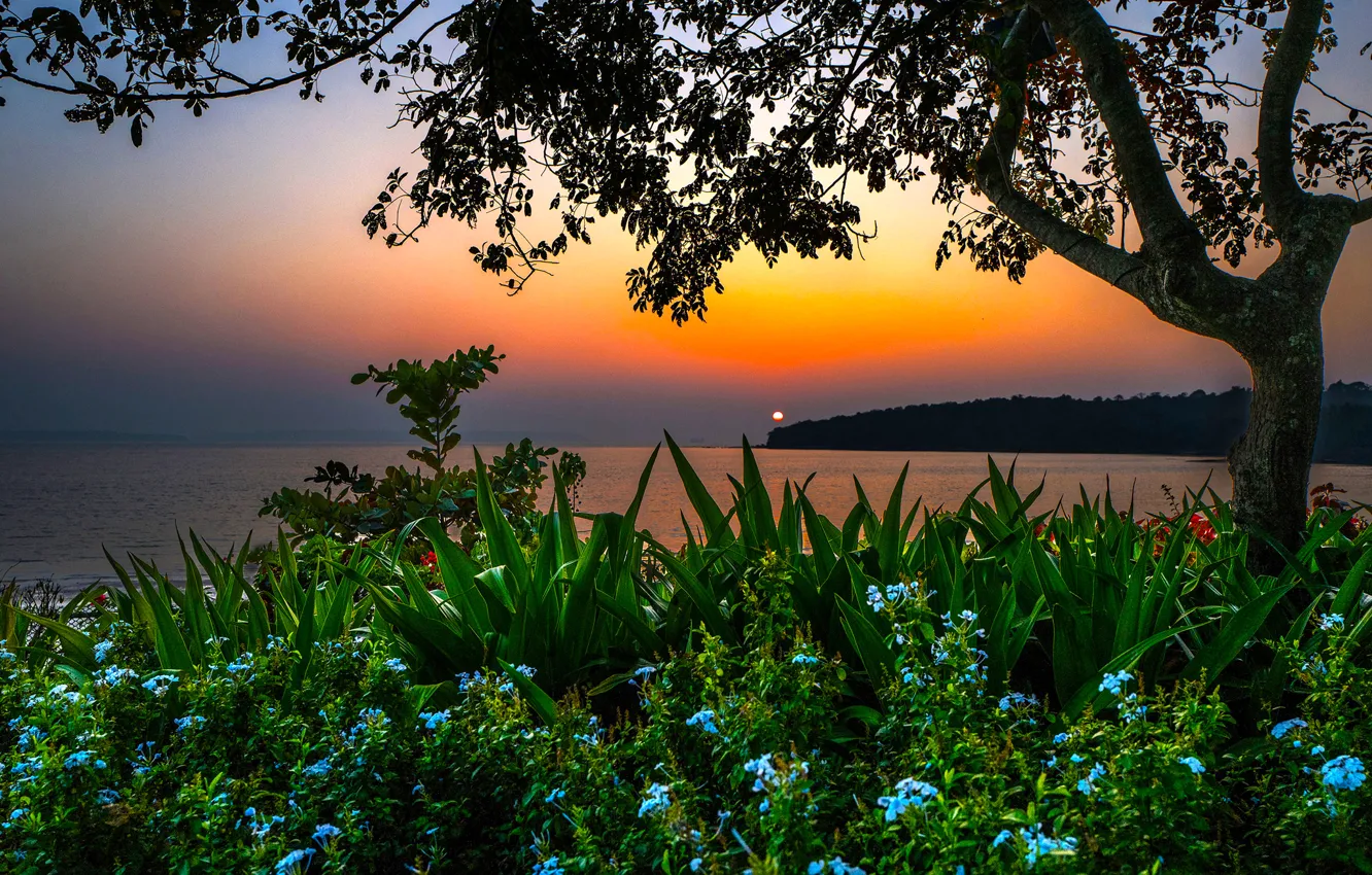 Photo wallpaper sea, beach, sunset, flowers, tree, shore, the evening, India