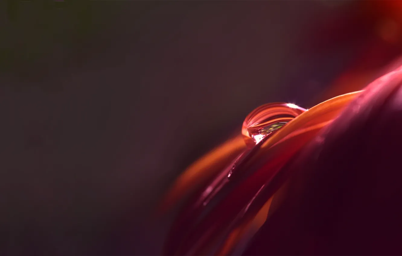 Photo wallpaper drops, petals