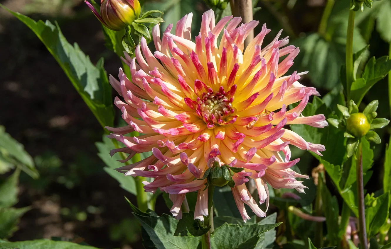 Photo wallpaper summer, flowers, dahlias