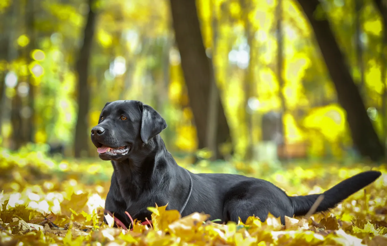 Photo wallpaper autumn, leaves, nature, animal, dog, dog