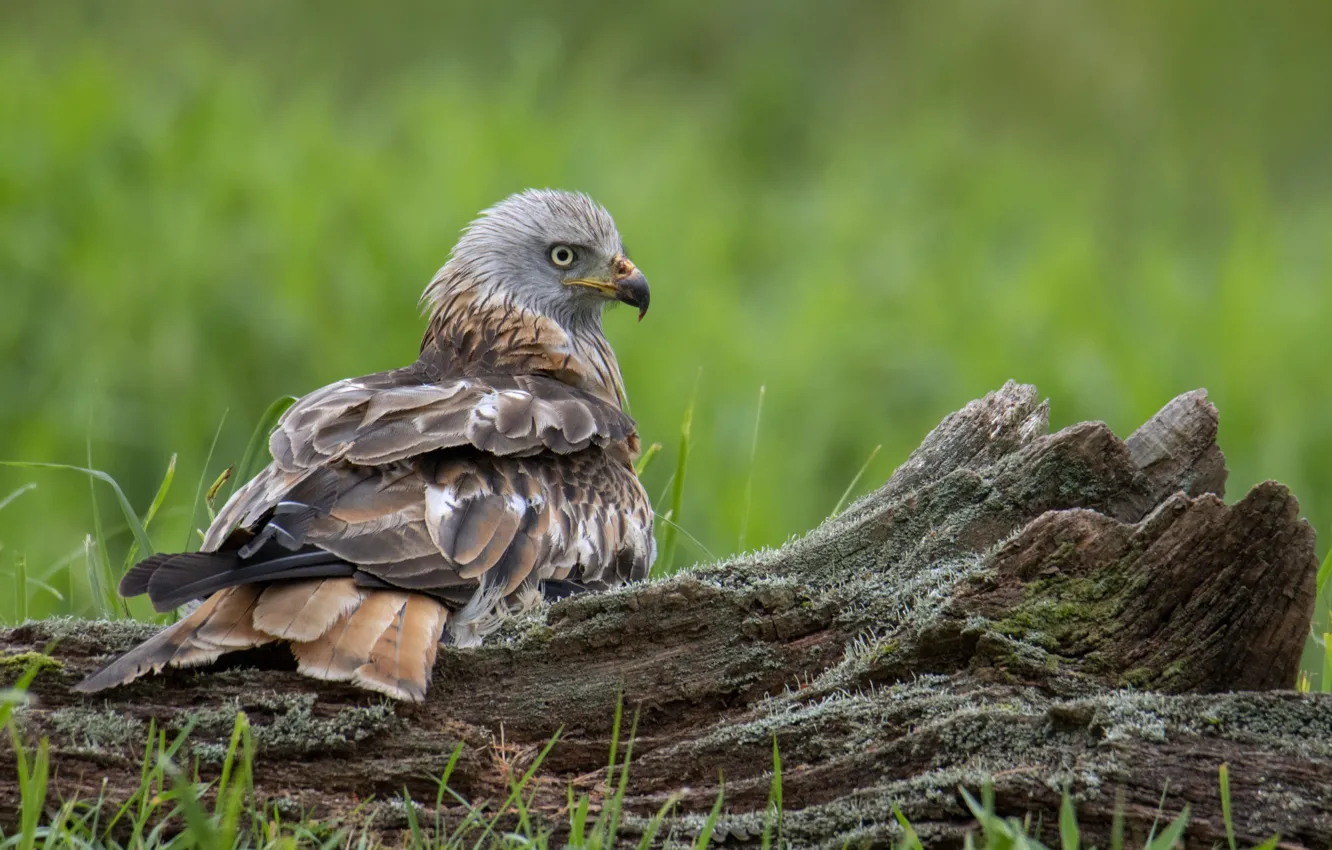 Photo wallpaper trees, bird, hawk