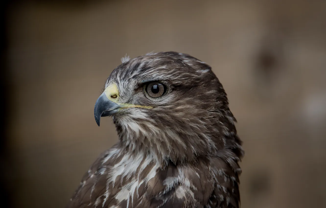 Photo wallpaper look, bird, predator, Buzzard