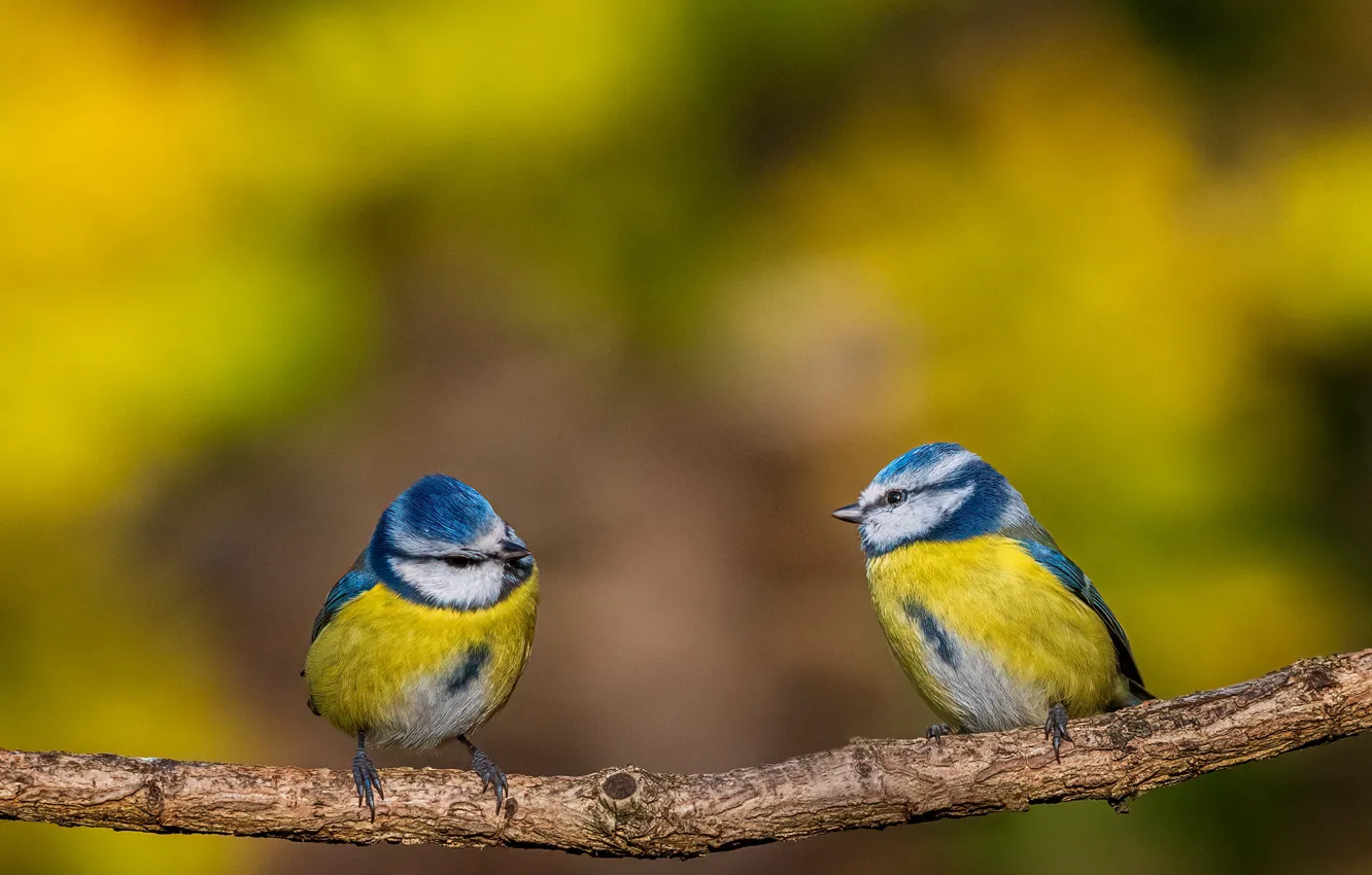 Photo wallpaper branches, background, bird, two, a couple, bokeh, tit