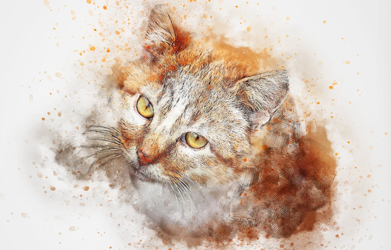 Photo wallpaper figure, muzzle, red cat
