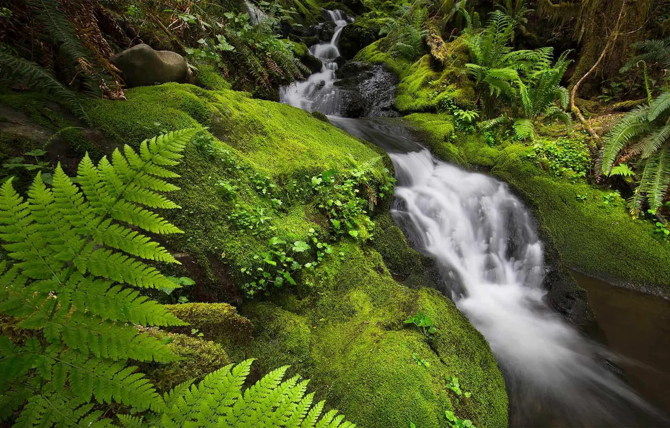 Photo wallpaper forest, river, stream, stream, USA, Washington, Olympic national Park