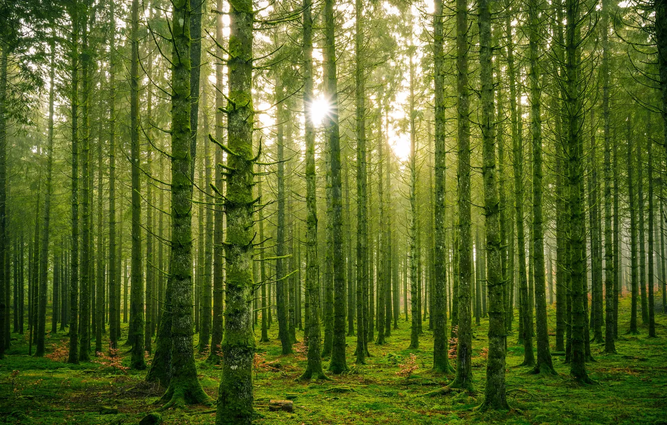 Photo wallpaper forest, the sun, light, trees, branches, trunk, pine, Bor