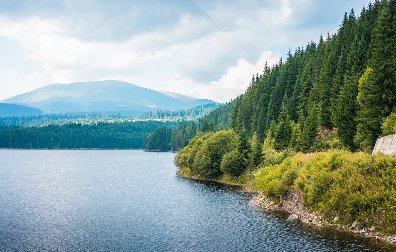 Photo wallpaper forest, trees, lake
