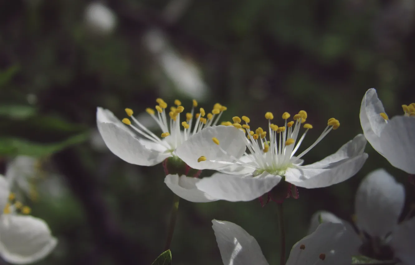Photo wallpaper flower, nature, spring