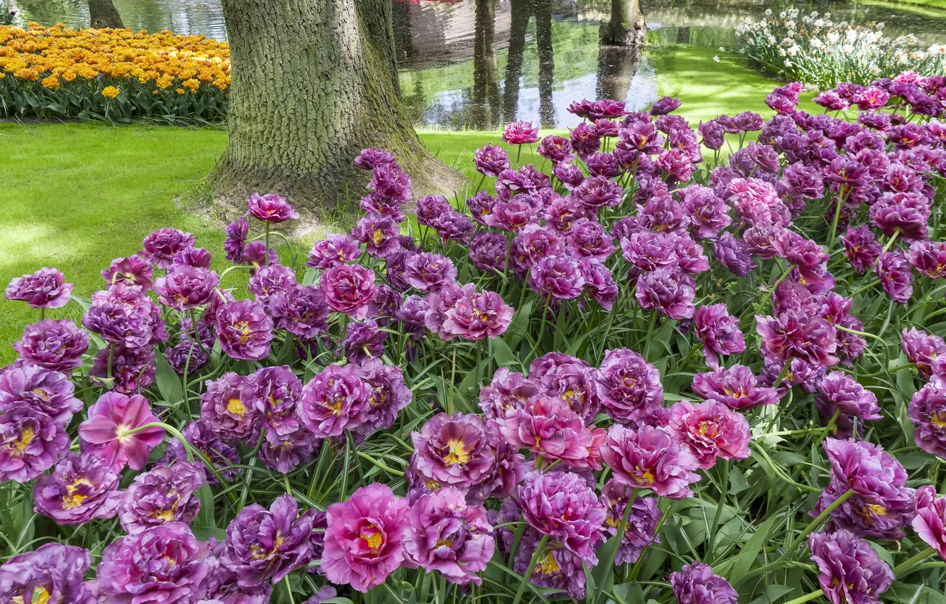 Photo wallpaper trees, flowers, Park, spring, garden, tulips, pink, flowerbed