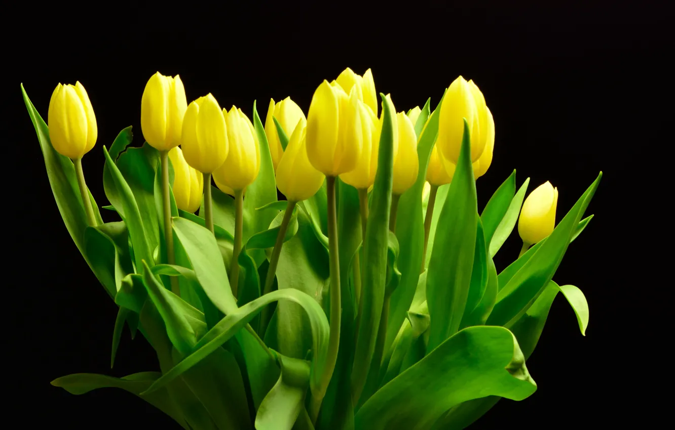 Photo wallpaper yellow, background, bouquet, tulips, yellow, background, tulips