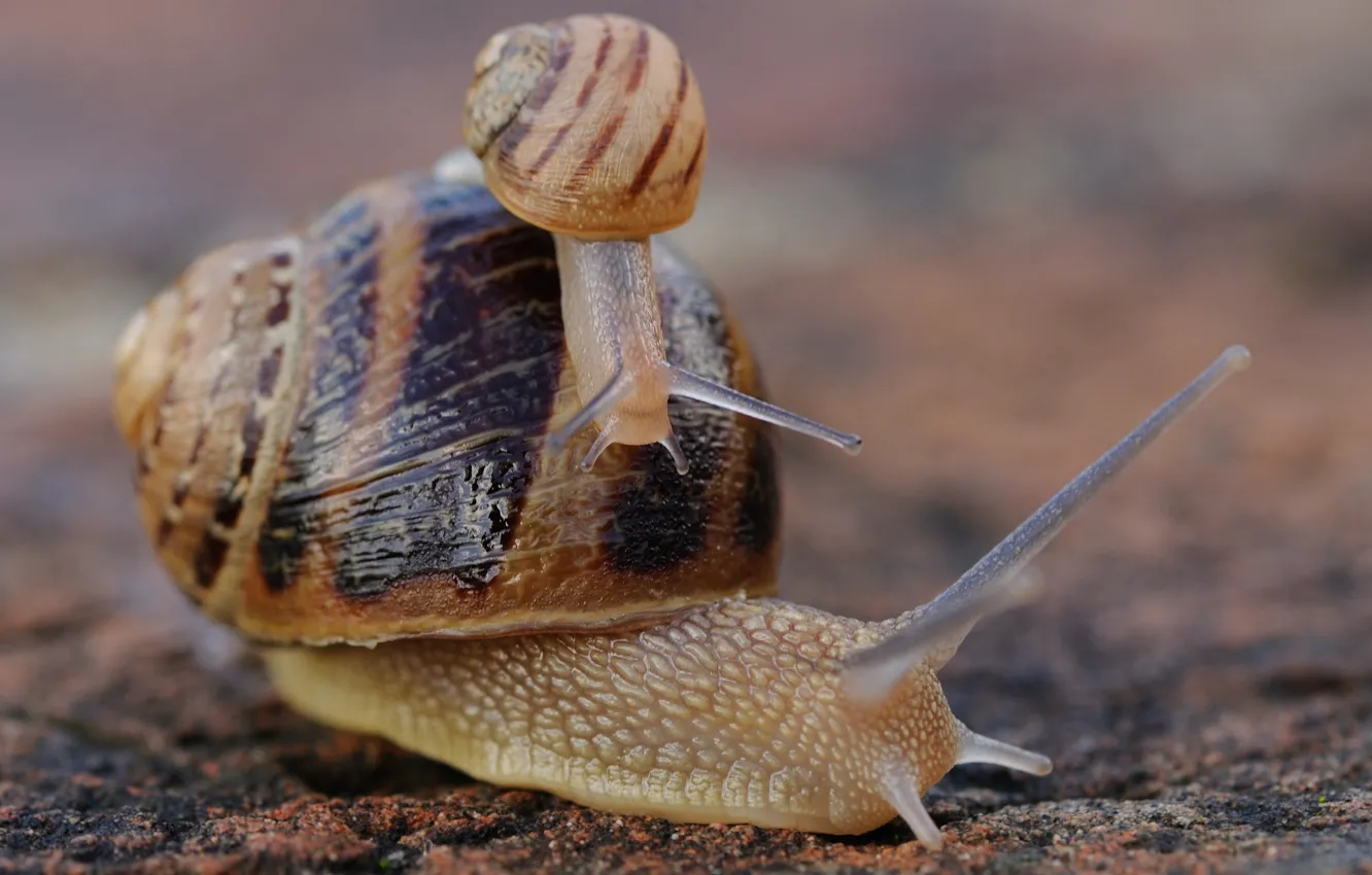 Photo wallpaper snail, baby, horn