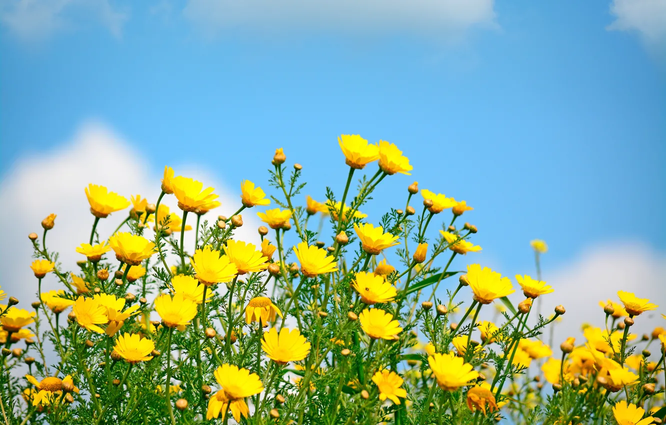 Photo wallpaper field, the sky, the sun, spring, yellow, flowers, spring, wildflowers