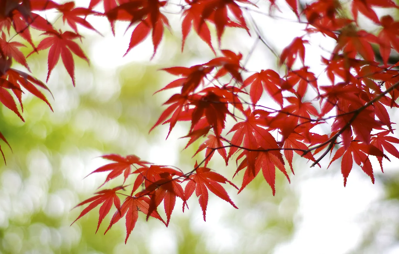 Photo wallpaper leaves, branches, glare, tree, Japan, blur, red, maple