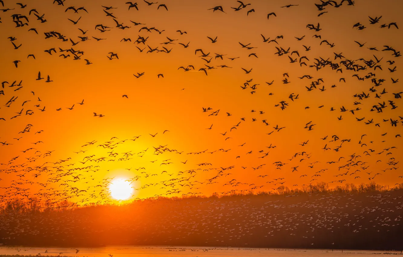 Photo wallpaper flight, sunset, bird, geese