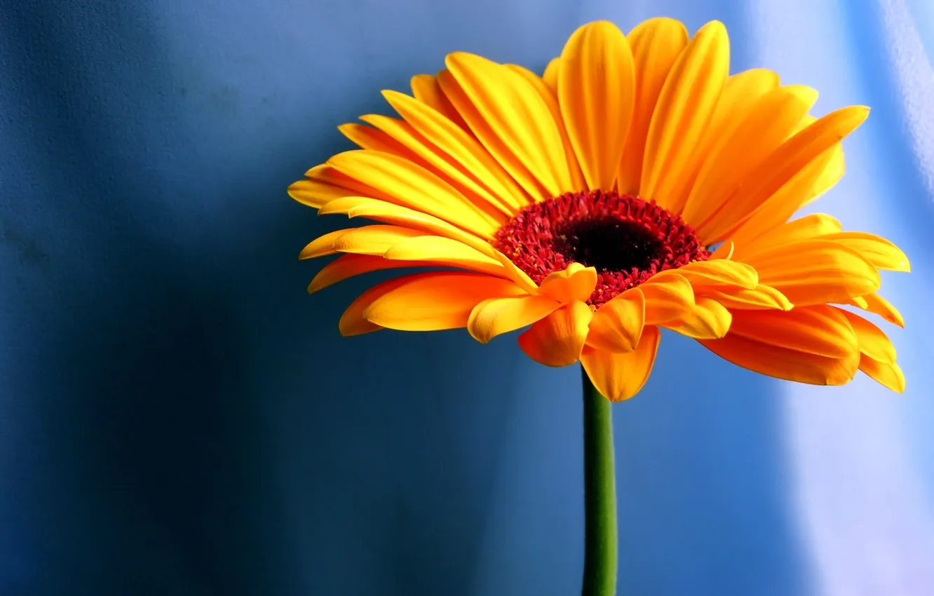 Photo wallpaper flower, orange, background