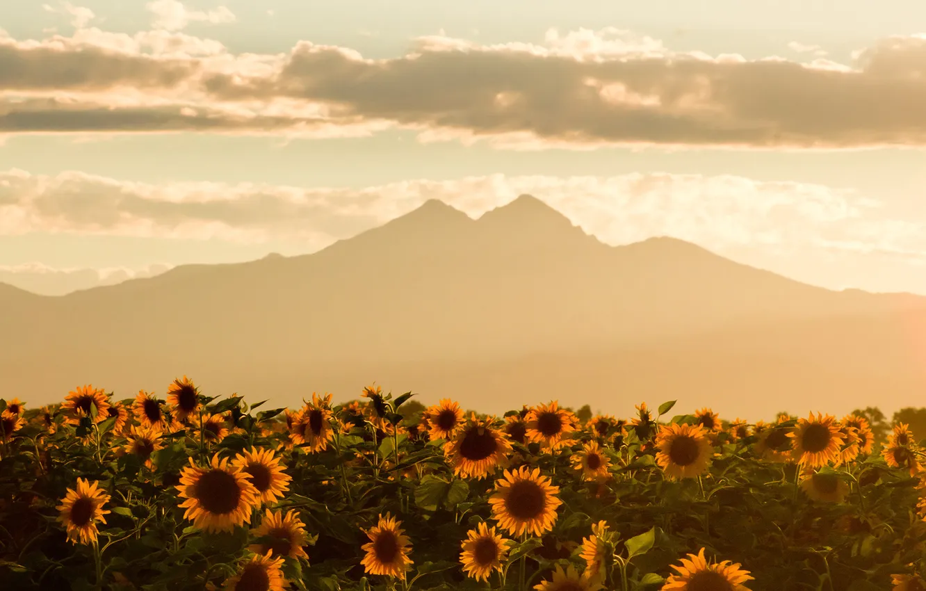 Photo wallpaper field, summer, the sky, mountains, sunflower, faded evening summer skies