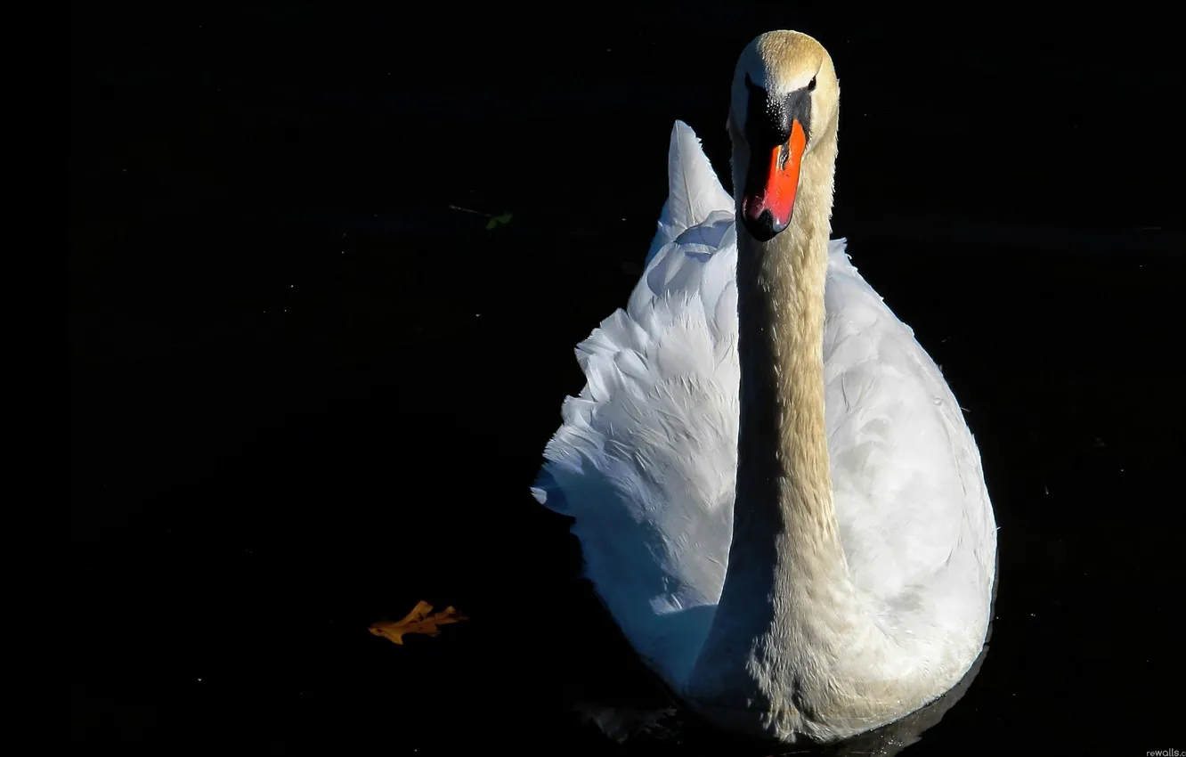 Photo wallpaper leaves, water, nature, bird, swans, pond