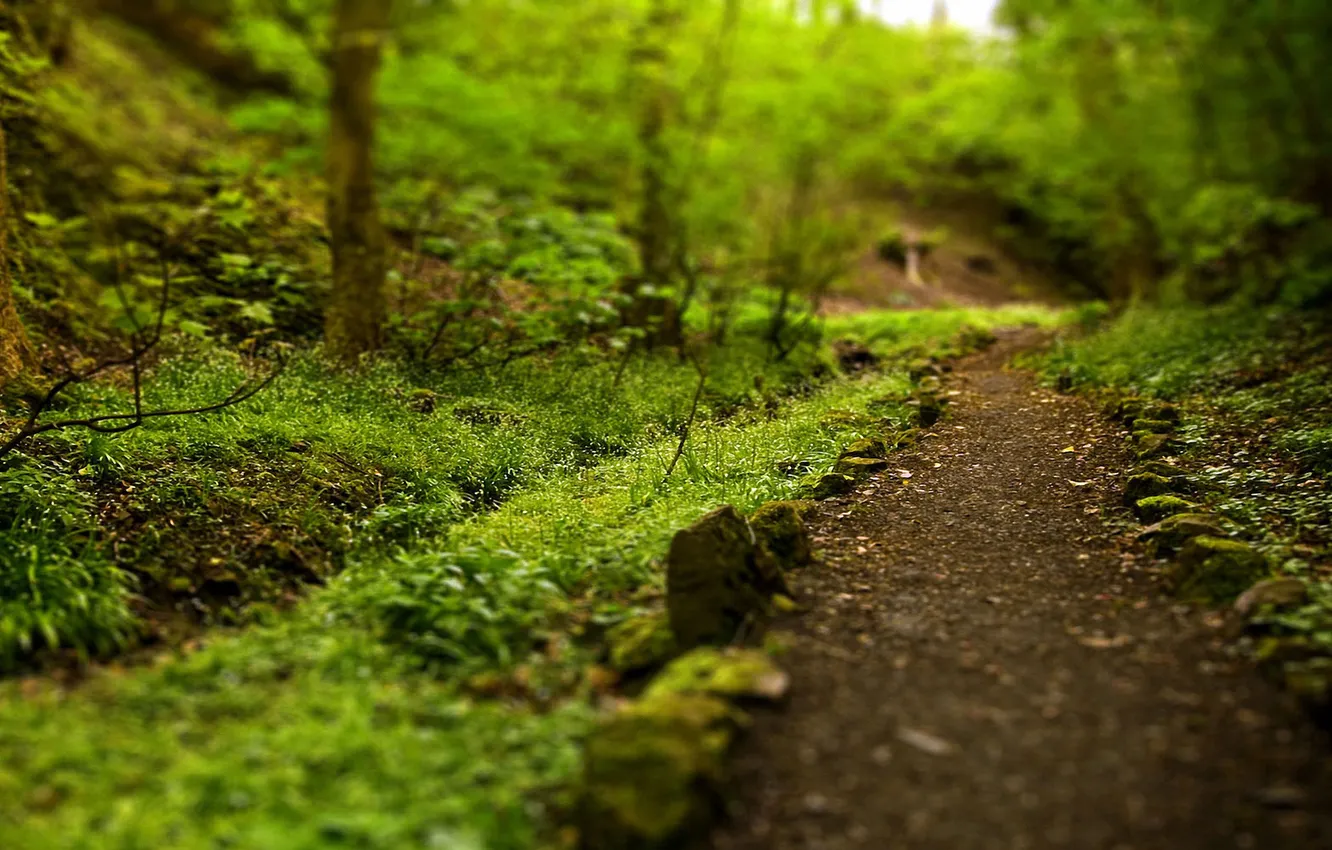 Photo wallpaper greens, summer, path, stone fence